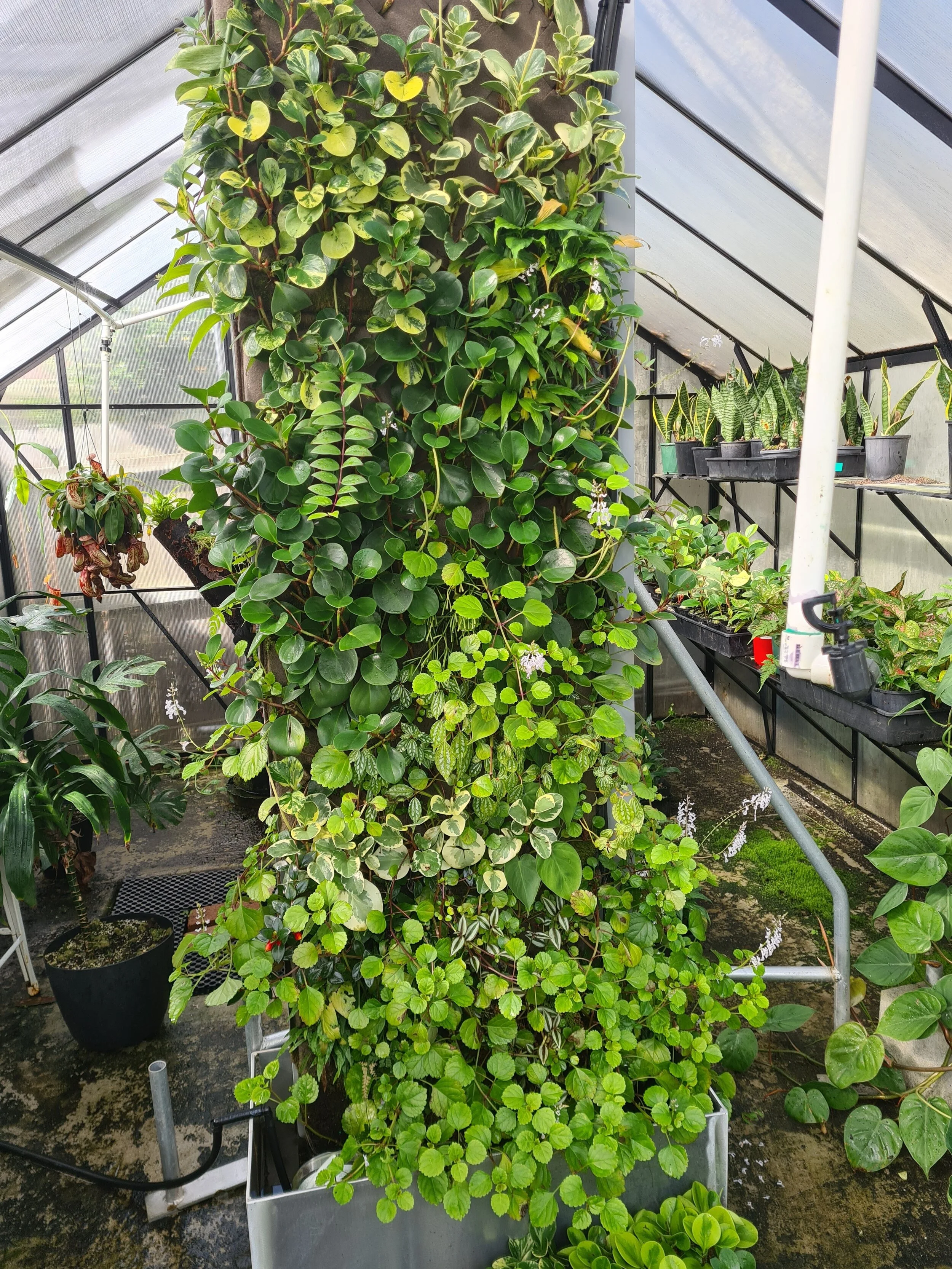 New advanced green wall coming on nicely. — Green Roofs